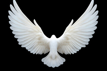 White Dove Wings Illustration