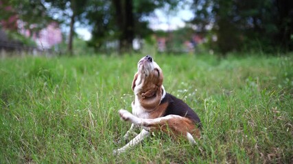 A cute beagle dog scratching its body on the  grass field