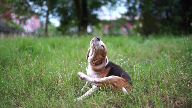 A cute beagle dog scratching its body on the  grass field