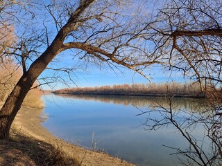 tree on the river
