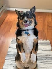 portrait of a tricolor corgi