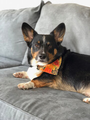 portrait of a tricolor corgi