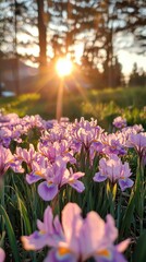 Obraz premium Vibrant Purple Iris Flowers Blooming in a Scenic Meadow at Sunset