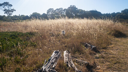 Tokai forest park, with dry grass and large trees, Cape Town, South Africa.