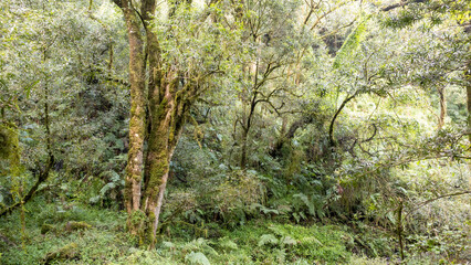 Forest trees and canopy in Kwa Zulu Natal, South Africa.