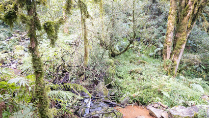 Forest trees and canopy in Kwa Zulu Natal, South Africa.