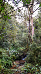 Forest canopy and trees in Kwa Zulu Natal, South Africa.