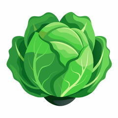 cabbage isolated on white background
