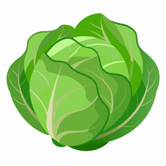 cabbage isolated on white background