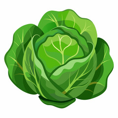 cabbage isolated on white background
