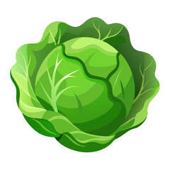 cabbage isolated on white background