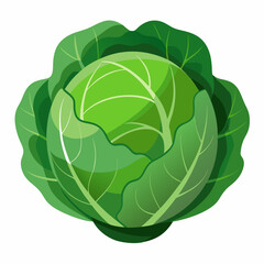 Fototapeta premium cabbage isolated on white background