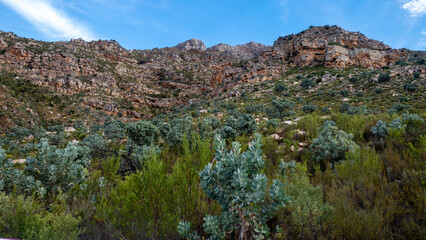 The high mountain face and rocks that make up many mountain ranges in the Western Cape, South Africa. Red and white rocks with fynbos and Waboom trees.