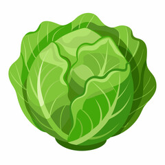 cabbage isolated on white background