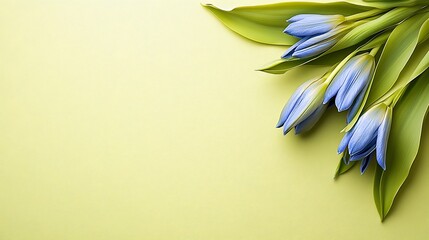 Blue Tulips Arranged on a Light Green Background