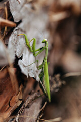 Macro photo of a green European praying mantis on a background of leaves and a tree. The praying mantis looks into the camera. Close-up of the eye