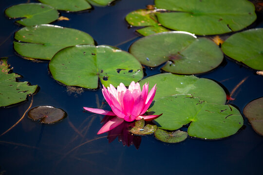 Ninfeia rosa. Flor aqu&aacute;tica.