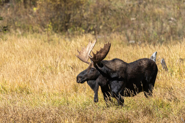 Bull Moose During the Rut in Autumn in Grand Teton National Park Wyoming