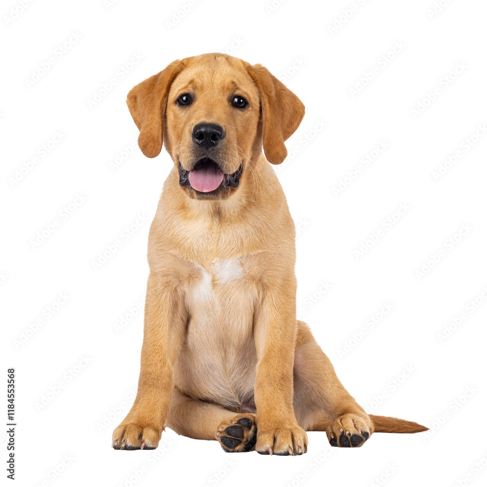 Poster handsome 3 months old labrador dog puppy, sitting up facing front. looking towards camera. isolated 