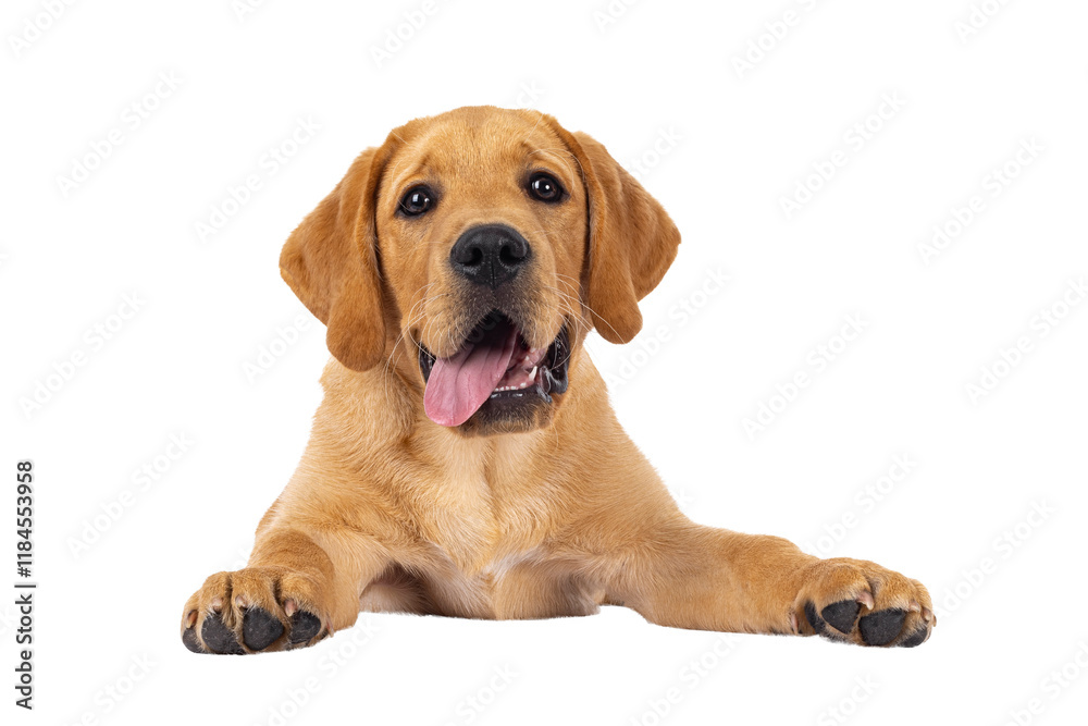 Poster handsome 3 months old labrador dog puppy, laying down facing front with tongue out. looking towards 