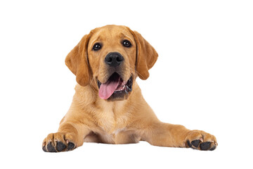 Handsome 3 months old Labrador dog puppy, laying down facing front with tongue out. Looking towards camera. Isolated cutout on a transparent background.