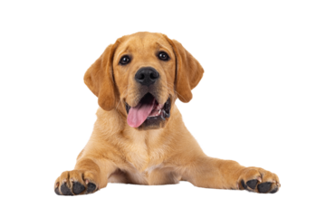 Handsome 3 months old Labrador dog puppy, laying down facing front with tongue out. Looking towards camera. Isolated cutout on a transparent background.