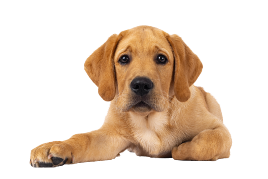 Handsome 3 months old Labrador dog puppy, laying down facing front. Looking towards camera. Isolated cutout on a transparent background.