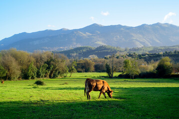 Vacas pastando en pradera junto al sierra de Sueve