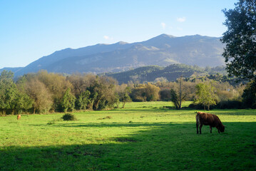 Vacas pastando en pradera junto al sierra de Sueve