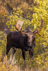 Bull Moose During the Rut in Autumn in Grand Teton National Park Wyoming