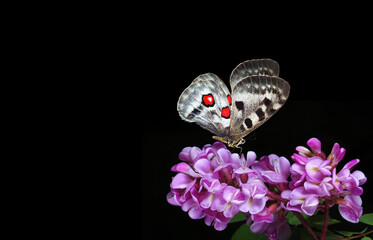 bright apollo butterfly on purple acacia flowers isolated on black. butterfly on spring flowers. copy space