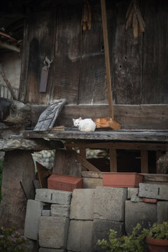 Peque&ntilde;o gato blanco en h&oacute;rreo