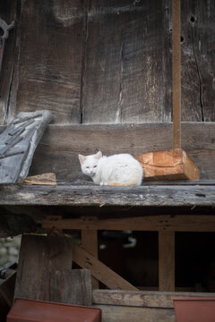 Peque&ntilde;o gato blanco en h&oacute;rreo