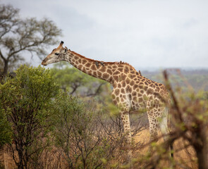 African giraffe, safari animal eating leaves from a tree at Chobe national park, Botswana, Africa