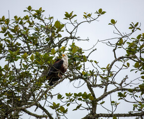 African fish eagle perched on a tree branch, white head and chest wild bird, dark brown and black body feathers