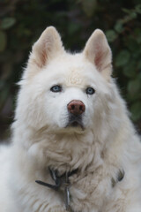 Senior husky dog portrait with long white hair and bright blue eyes penetrating stare