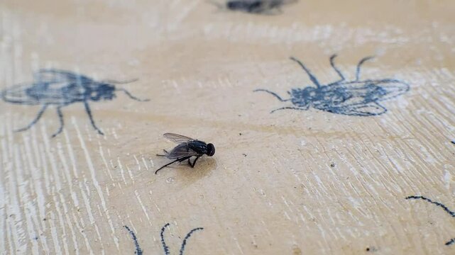 fly trapped on fly-insect paper glue trap , fly trying to escape from fly trap with background of death insect