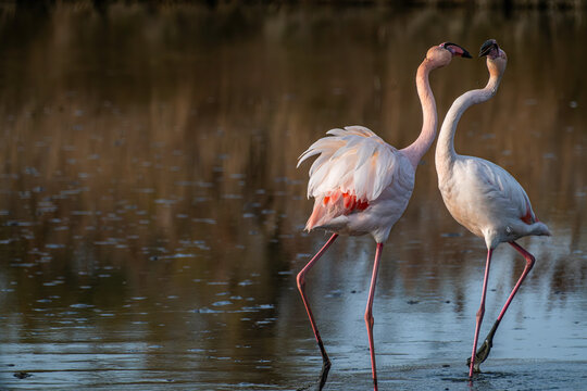Flamencos peleando