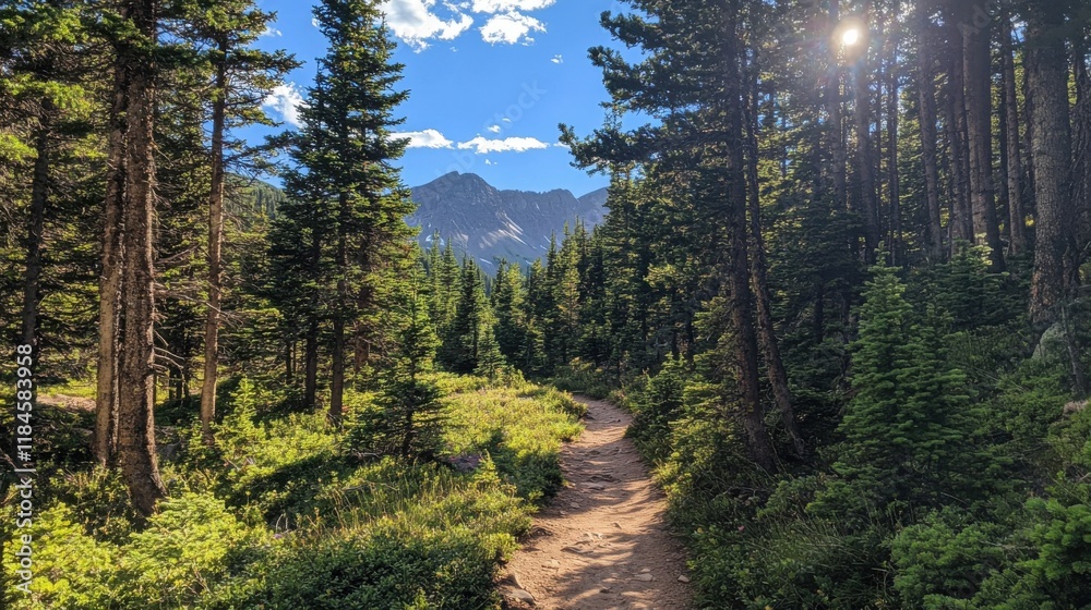 Poster narrow hiking trail winds through tall pine trees with sunlight filtering down in a peaceful forest 