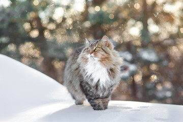 winter portrait of beautiful cat walking outdoors