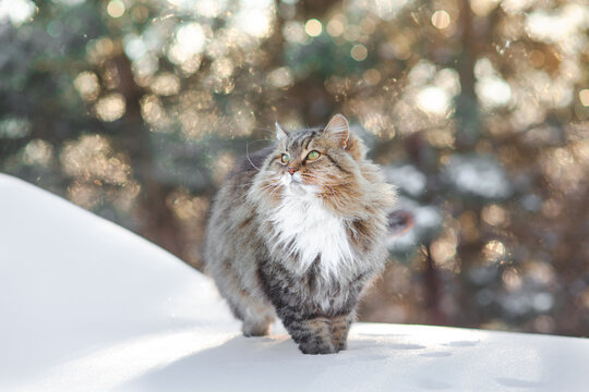 winter portrait of beautiful cat walking outdoors