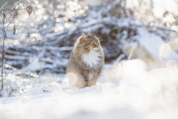 winter portrait of beautiful cat walking outdoors © fantom_rd
