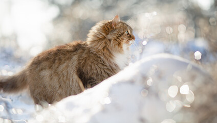 winter portrait of beautiful cat walking outdoors
