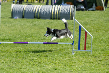 Dog agility 