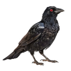 Obraz premium Elegant Black Chough Bird Isolated on Clean transparent background for Nature and Wildlife Photography