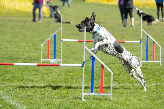 Dog agility 