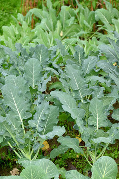 closeup the bunch ripe green cauliflower young plant growing in the farm field soft focus natural green brown background.