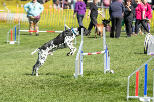 Dog agility 