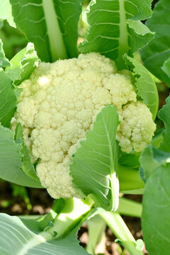 closeup the ripe green cauliflower plant with white flower growing in the farm soft focus natural green brown background.