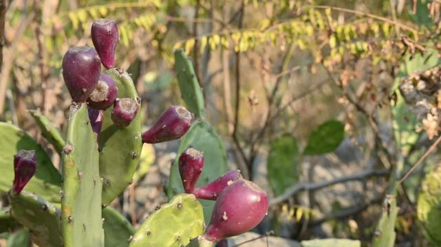 closeup the bunch juicy maroon cactus fruit with green plant soft focus natural green yellow background.